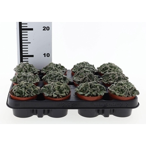 Succulents   ...