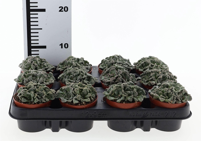 <h4>Succulents   ...</h4>