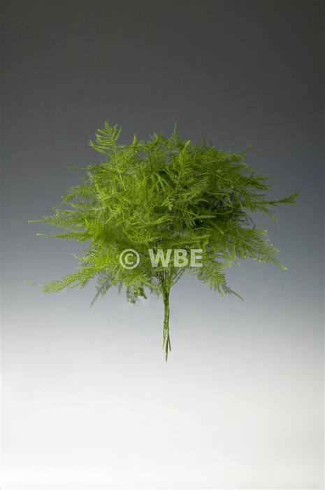 <h4>Asp Set Lang Getopt</h4>