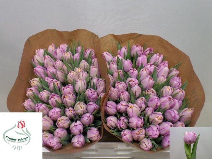 <h4>TU DU KICKSTART</h4>