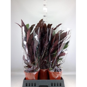 Calathea rufibarba 'Wavestar'