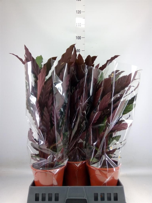 <h4>Calathea rufibarba 'Wavestar'</h4>