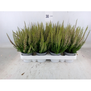 Calluna vulg. 'Beauty L Michelle'