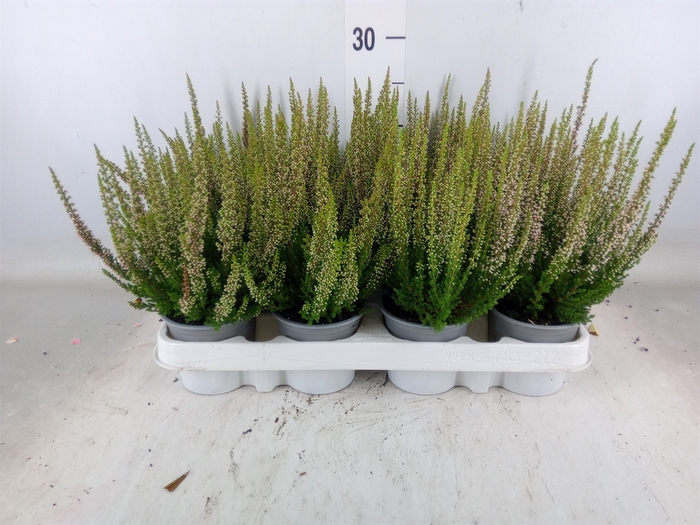 <h4>Calluna vulg. 'Beauty L Michelle'</h4>