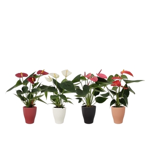 Anthurium 4 color mix in Carly winter ceramics