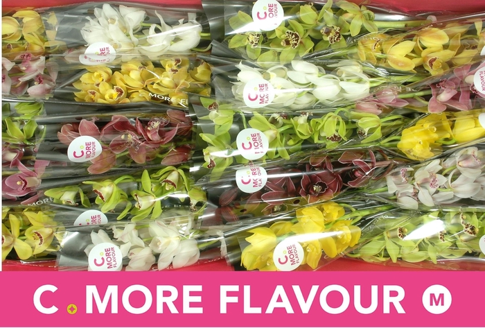 <h4>CYMB MI GEM</h4>