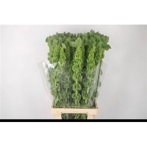 MOLUCCELLA STUK