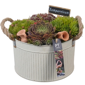 PTS7353 Arrangement Sempervivum in metalen pot