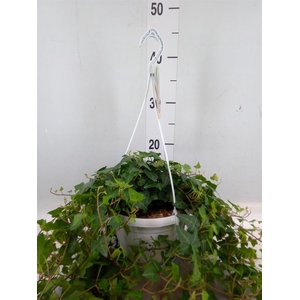 Hedera helix 'Anna'