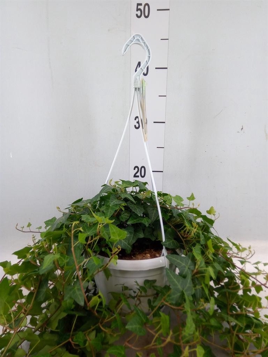 <h4>Hedera helix 'Anna'</h4>