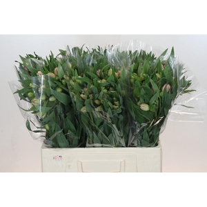 Alstroemeria Selection Pink