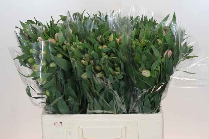 <h4>Alstroemeria Selection Pink</h4>