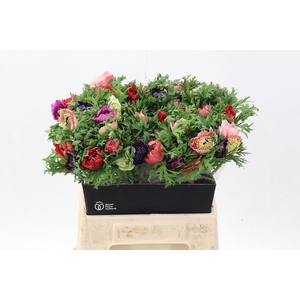 Anem Levante Gemengd