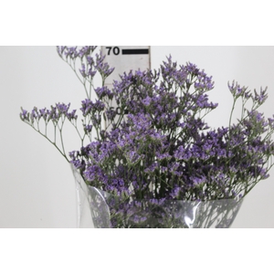LIMONIUM 070 CM ROXO