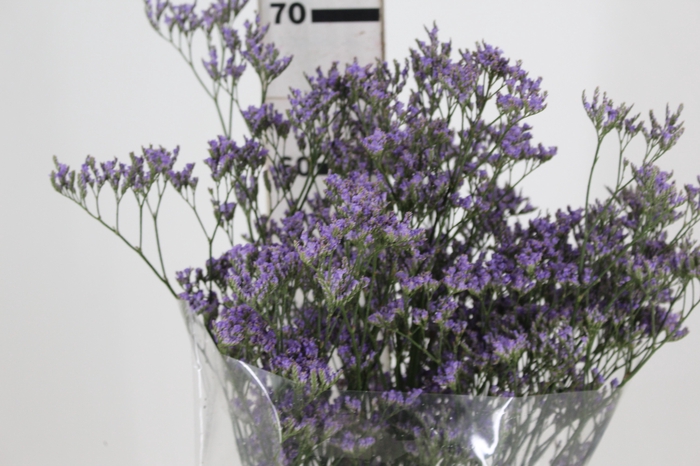 <h4>LIMONIUM 070 CM ROXO</h4>