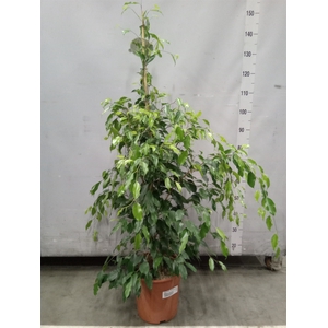 Ficus benja. 'Exotica'