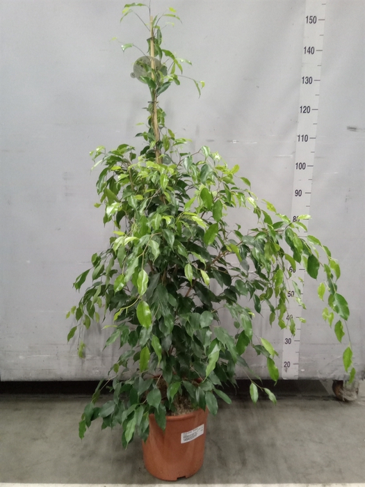 <h4>Ficus benja. 'Exotica'</h4>