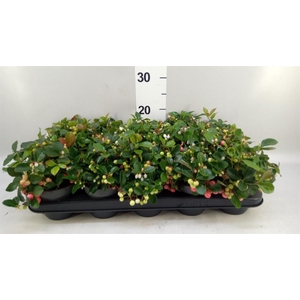 Gaultheria proc. 'Big Berry'