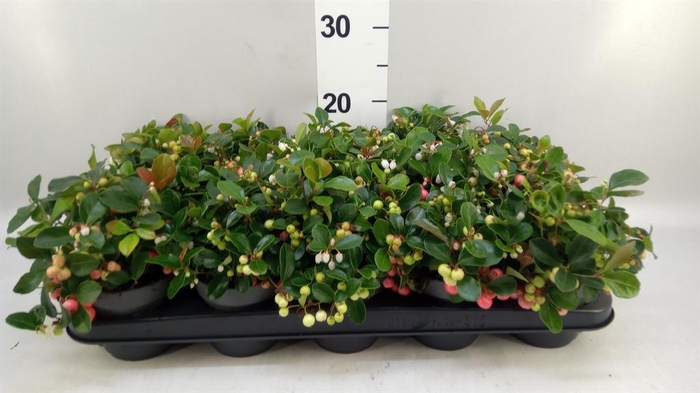 <h4>Gaultheria proc. 'Big Berry'</h4>
