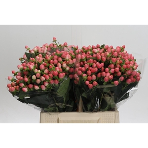 Hypericum Sweet Romance