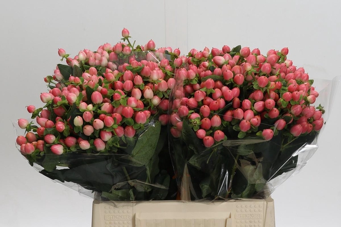 <h4>Hypericum Sweet Romance</h4>