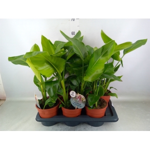 Strelitzia nicolai