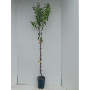 Fruitbomen en -heesters ov