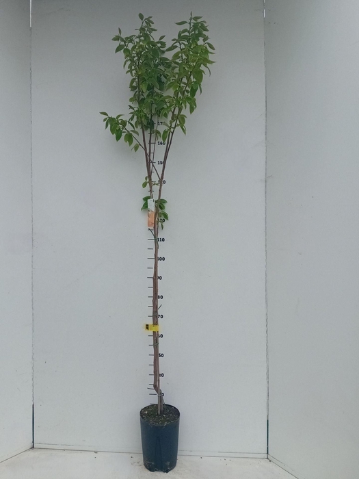 <h4>Fruitbomen en -heesters ov</h4>