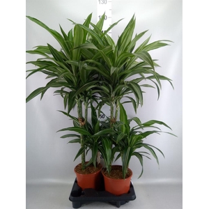 Dracaena fr de 'Ulises'