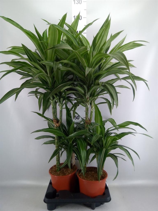 <h4>Dracaena fr de 'Ulises'</h4>