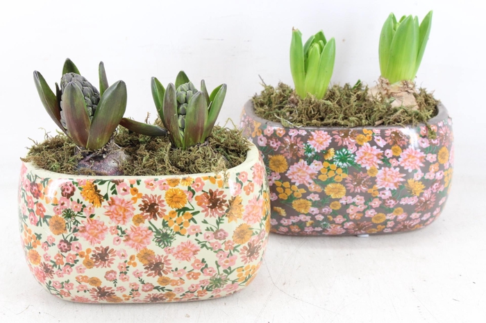 <h4>arr4 Hyacint FL - Late fashion ovaal</h4>