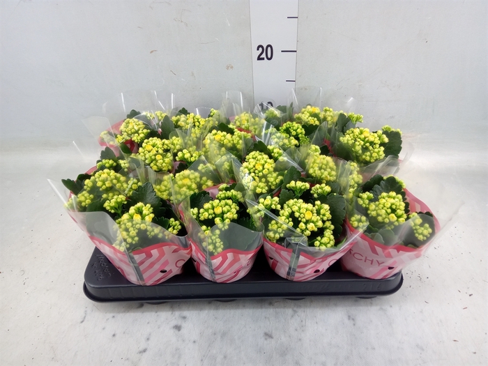 <h4>Kalanchoe blos. 'Calandiva Nolin'</h4>