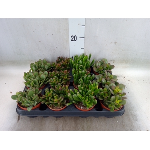 Crassula   ...mix