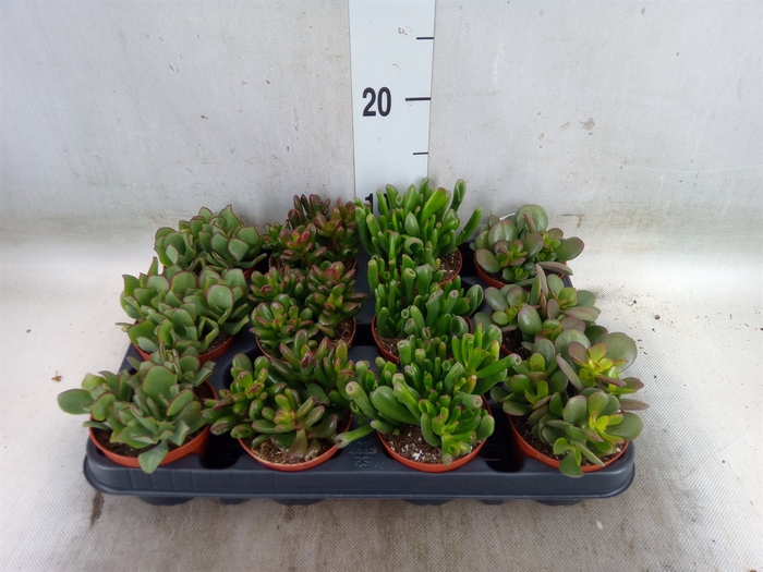 <h4>Crassula   ...mix</h4>
