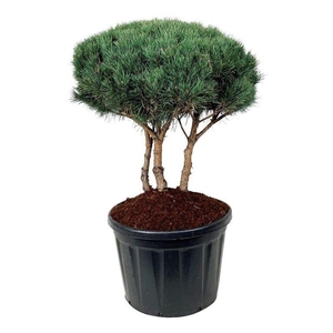 Pinus sylv. 'Watereri'