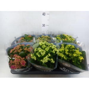 Kalanchoe blos. 'RoyalDon'   ..mix