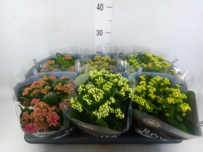 <h4>Kalanchoe blos. 'RoyalDon'   ..mix</h4>