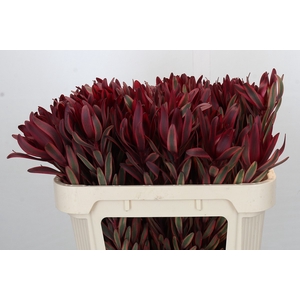 Leucadendron Jester