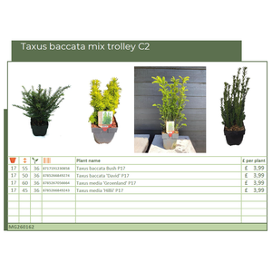 Taxus baccata mix trolley C2 (MG26162)