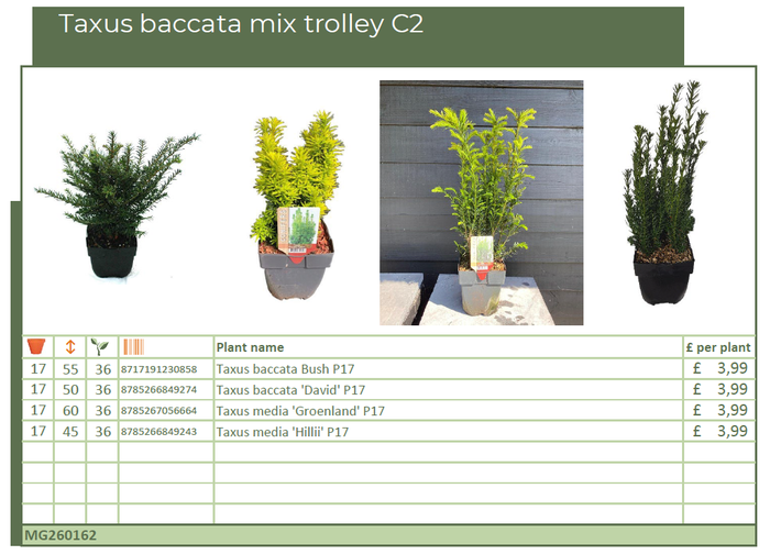 <h4>Taxus baccata mix trolley C2 (MG26162)</h4>