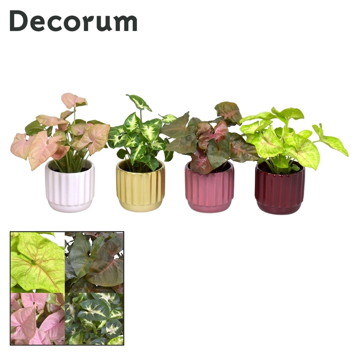 <h4>Collectie Rich Love - Syngonium mix in pot Liam</h4>