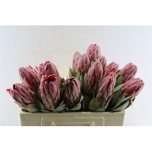 Protea Sharonet