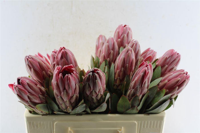 <h4>Protea Sharonet</h4>