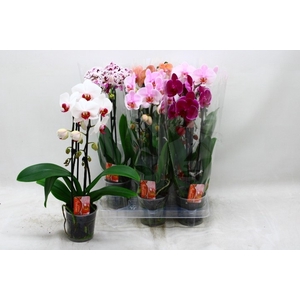 PHAL EL CASCADE