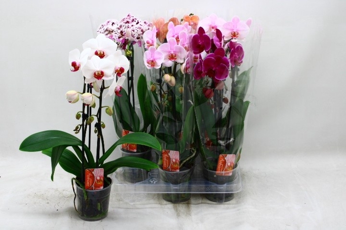 <h4>PHAL EL CASCADE</h4>