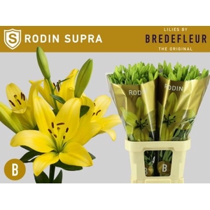 LI LA RODIN SUPRA