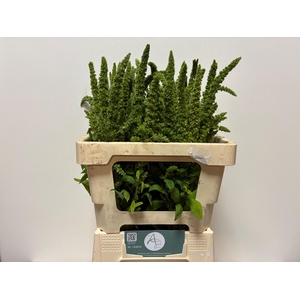 AMAR GREEN THUMB