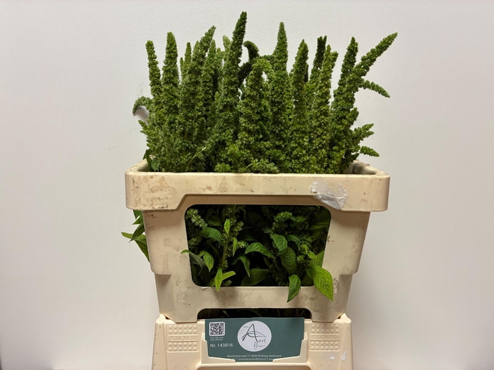 <h4>AMAR GREEN THUMB</h4>