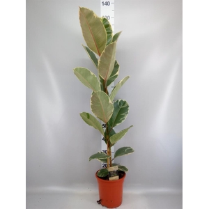 Ficus elastica 'Tineke'