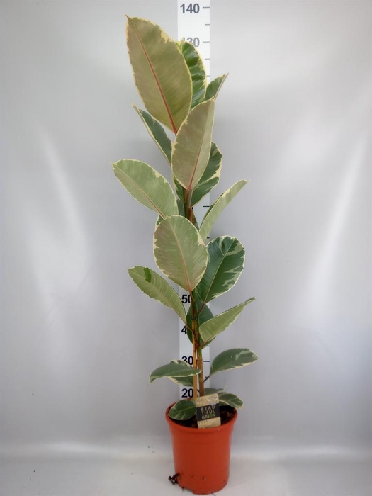 <h4>Ficus elastica 'Tineke'</h4>